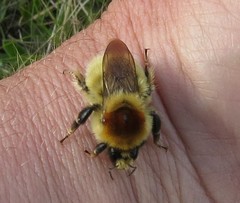 Bombus laesus