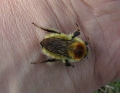 Bombus laesus