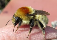 Bombus laesus