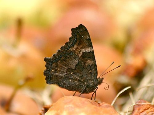 California Tortoiseshell