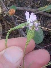 Eudianthe coeli-rosa image