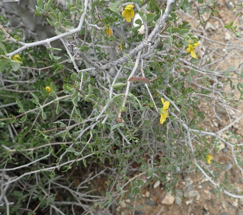 Image of Grey Twinleaf (Roepera lichtensteiniana) by (c) Nicola van Berkel, some rights reserved (CC BY-SA)