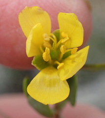 Roepera lichtensteiniana