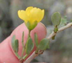 Roepera lichtensteiniana