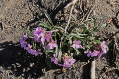 Erysimum pallasii