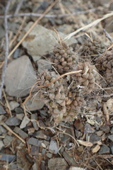 Anacampseros albidiflora