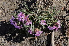 Erysimum pallasii
