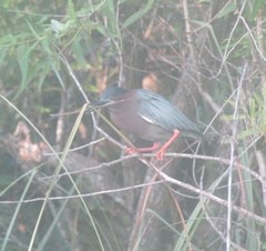 Butorides virescens image