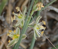 Albuca virens arida