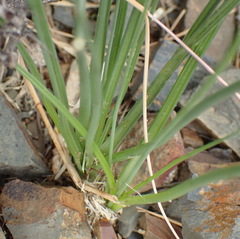 Albuca virens arida