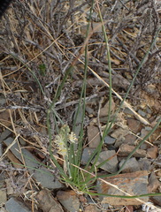 Albuca virens arida