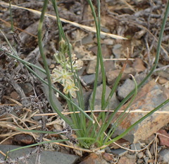 Albuca virens arida