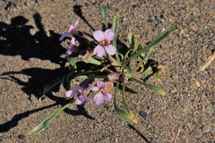 Erysimum pallasii