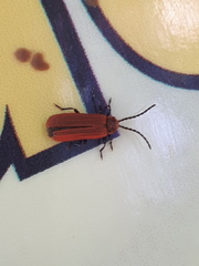 Lopheros rubens