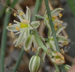 Albuca virens arida