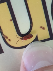 Lopheros rubens