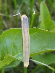 Monostegia