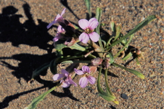 Erysimum pallasii