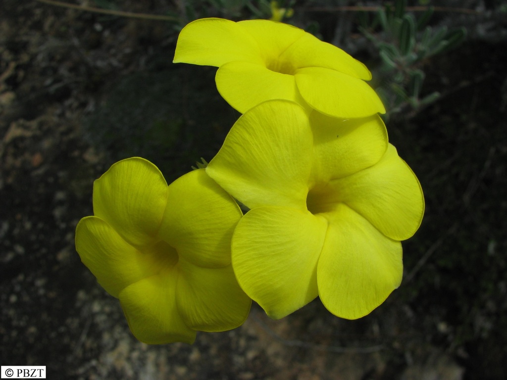 Pachypodium cactipes