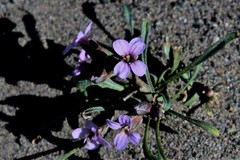 Erysimum pallasii