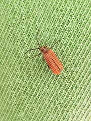 Lopheros rubens