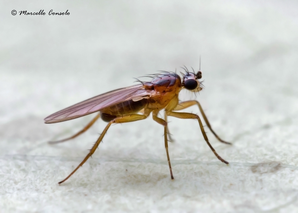 Yellow Spear-winged Fly