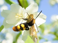 Megascolia maculata maculata
