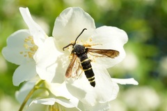 Paranthrene tabaniformis