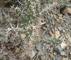 Opuntia aurantiaca