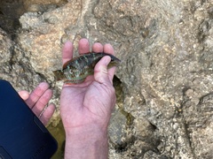 Thalassoma trilobatum