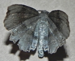 Cepphis decoloraria