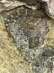Thalassoma trilobatum