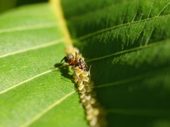 Formica pratensis