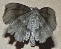 Cepphis decoloraria