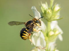 Anthidium manicatum