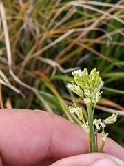 Turritis glabra