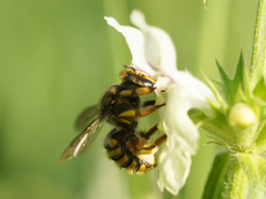 Anthidium manicatum