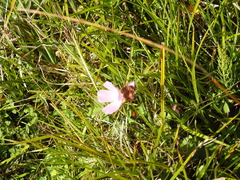 Sidalcea calycosa rhizomata