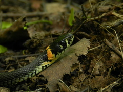 Natrix natrix