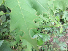 Insecta