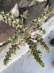 Hyoscyamus