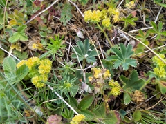 Alchemilla glaucescens