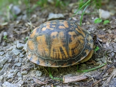 Terrapene carolina