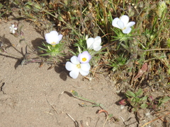 Leptosiphon grandiflorus