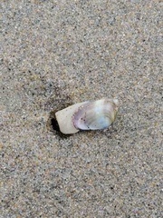 Donax gouldii