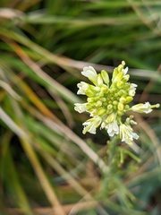 Turritis glabra