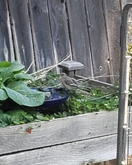 Mimus polyglottos