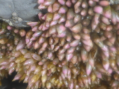 Acanthinucella