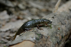 Ommatotriton ophryticus