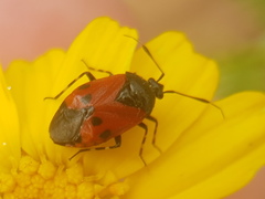 Deraeocoris rutilus